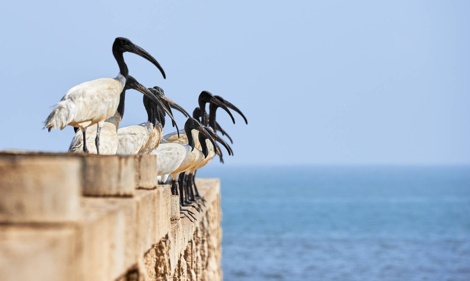 , Гиль Александр