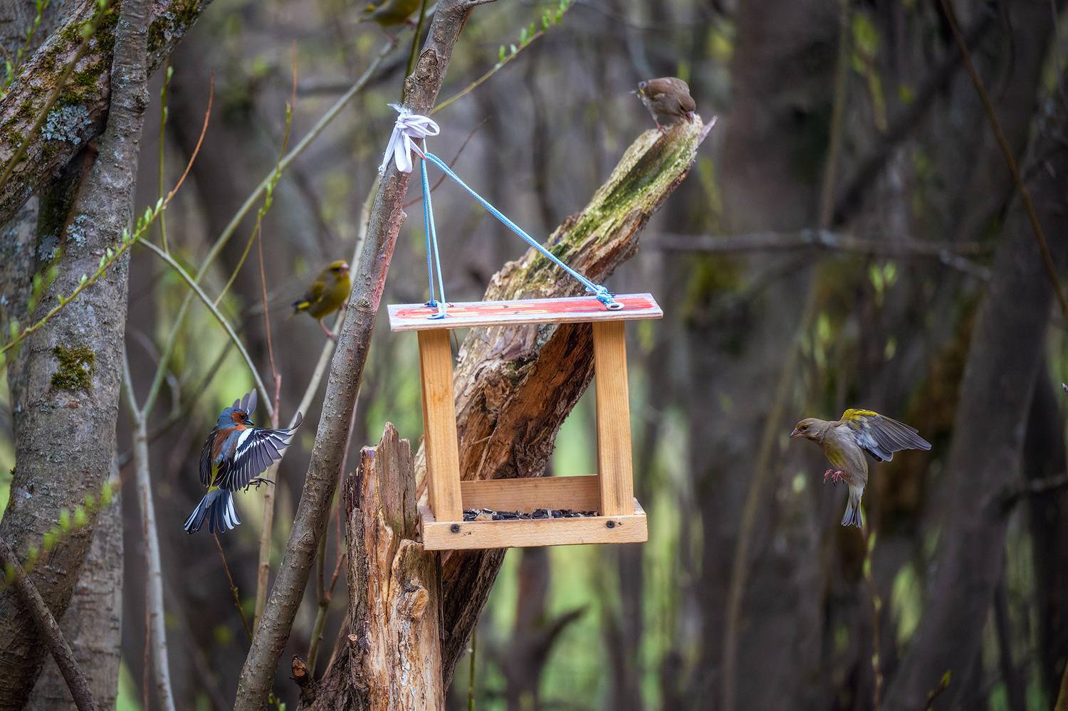 пермский край, птицы, фотоохота, природа, зяблик, зеленушка, Кузнецов Кирилл