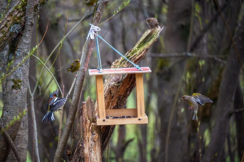 пермский край, птицы, фотоохота, природа, зяблик, зеленушка У кормушки фото превью