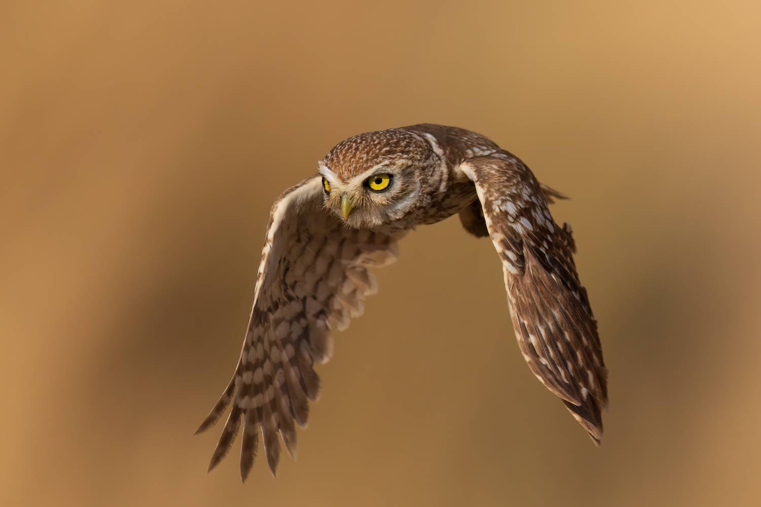 , Фруман Евгений