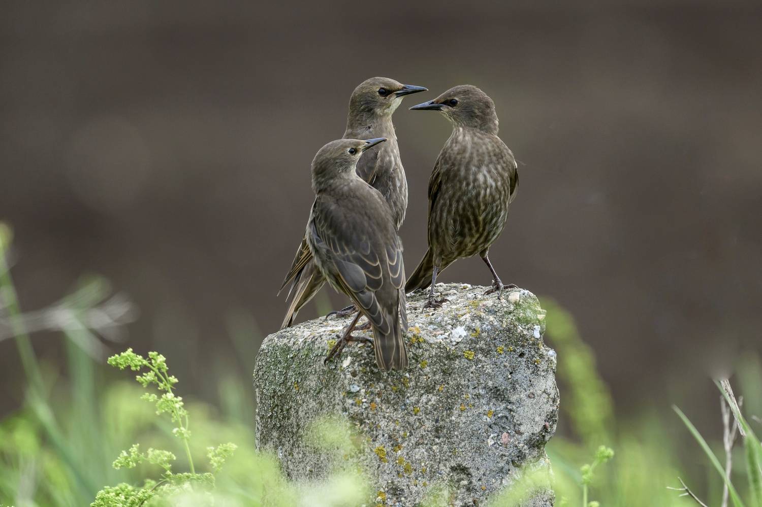 , Пупонин Сергей