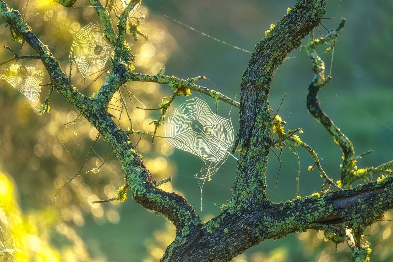 , Шварцман Евгений