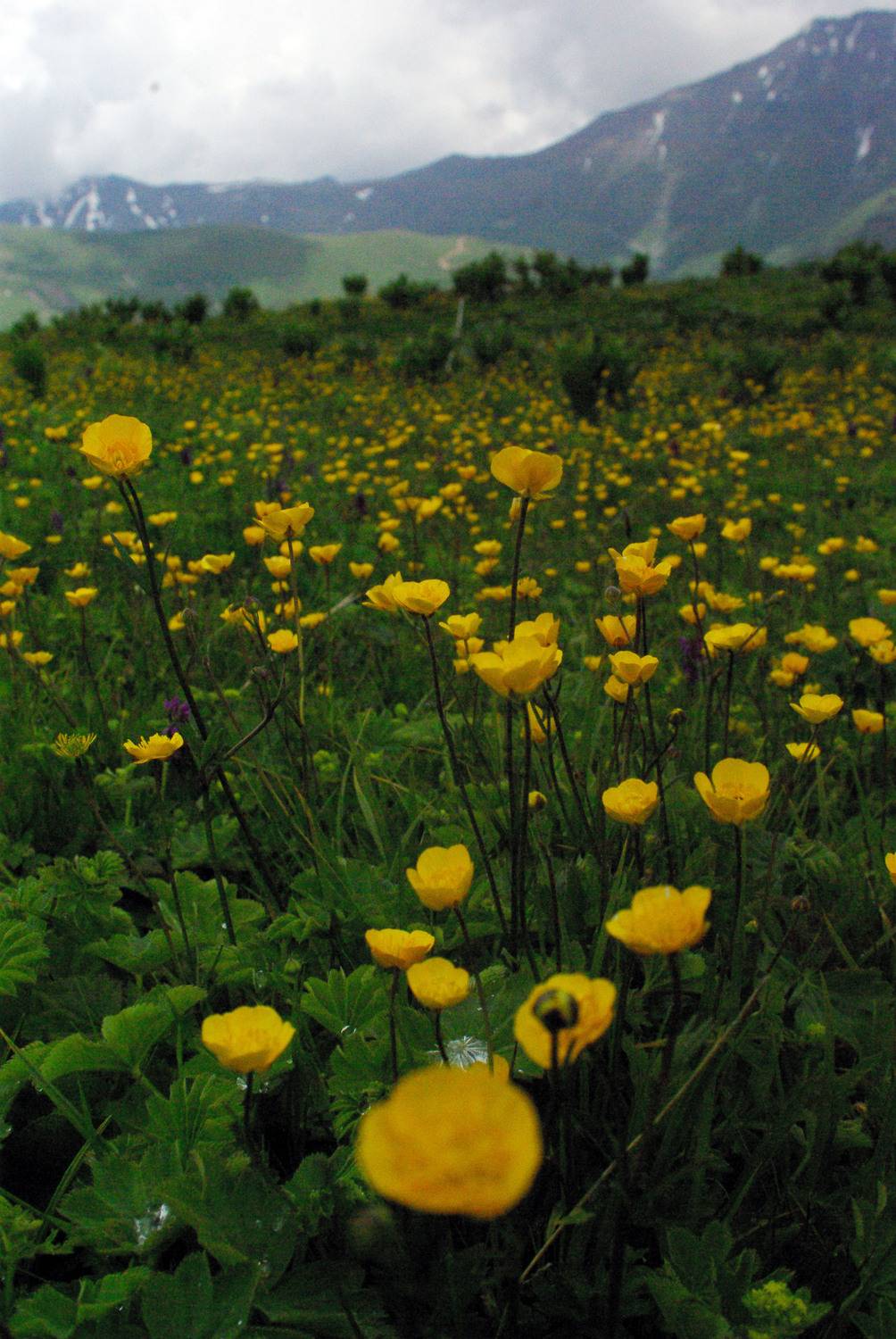 архыз, Андрей Любимов