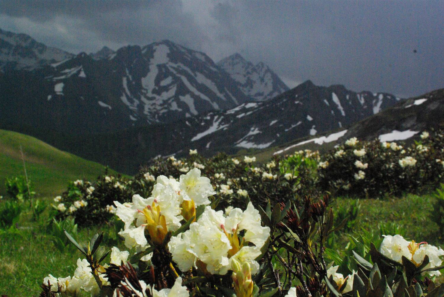 архыз, Андрей Любимов