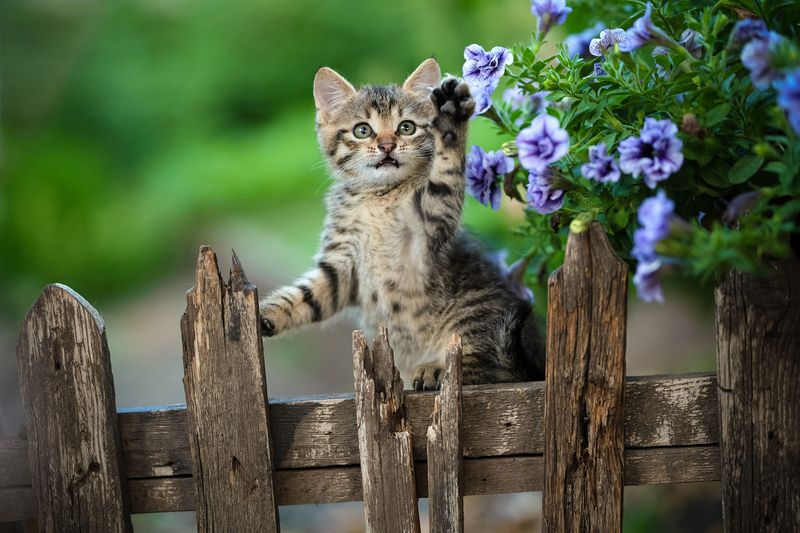 *** фото превью