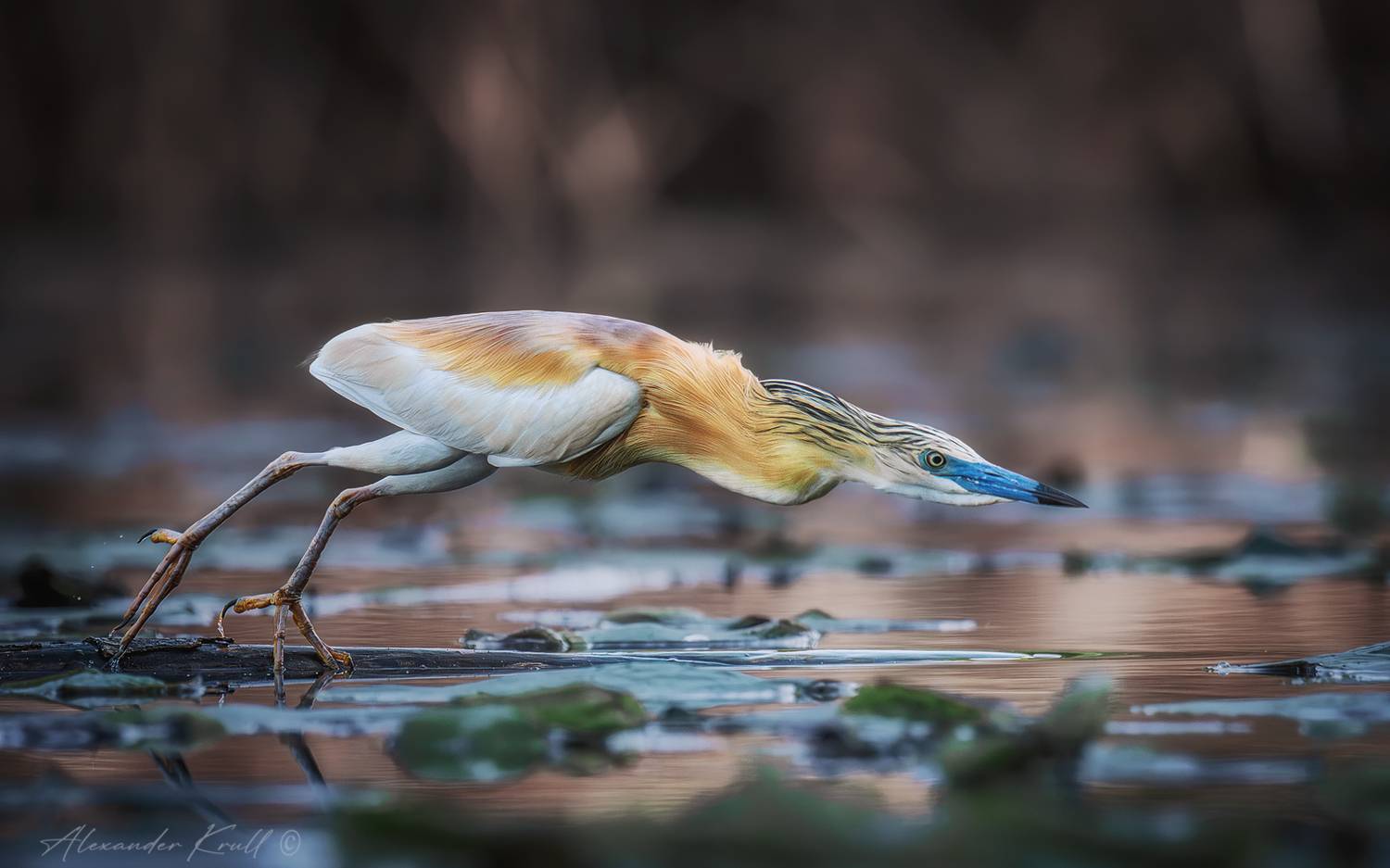 жёлтая цапля, ardeola ralloides, цапля, охота, атака, Круль Александр