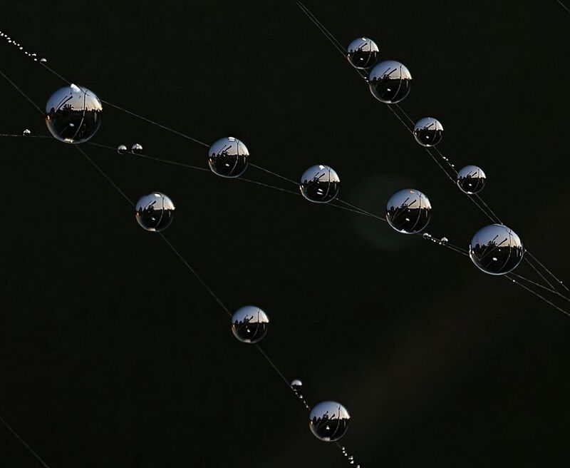 Божья роса фото превью