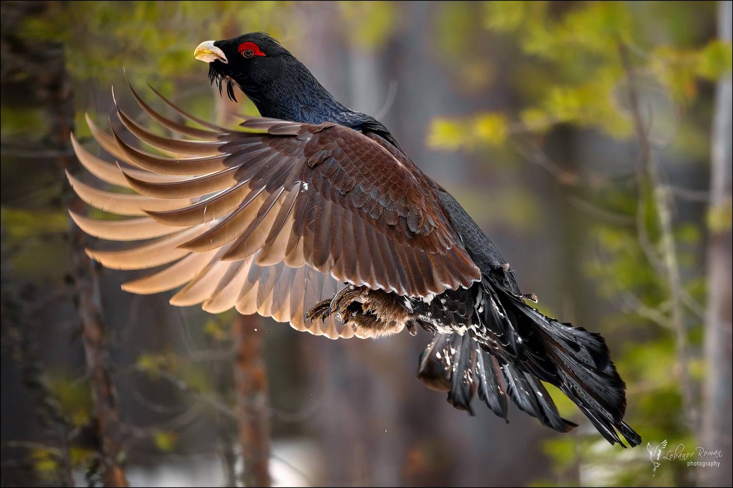 , Лобанов Роман