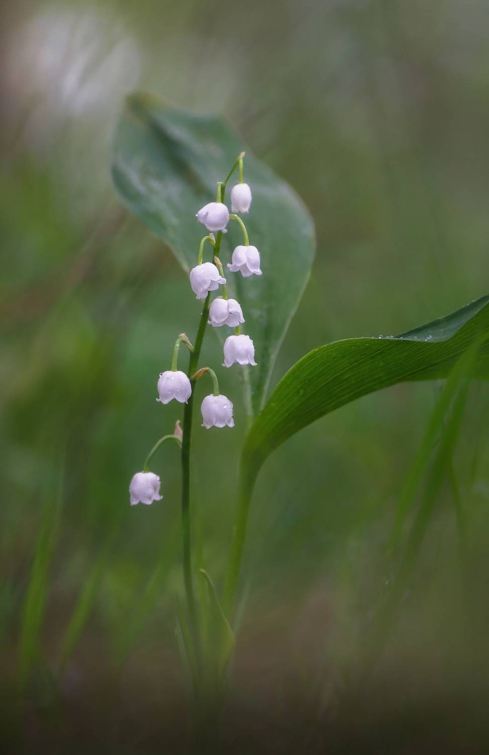 , Панова Зоя