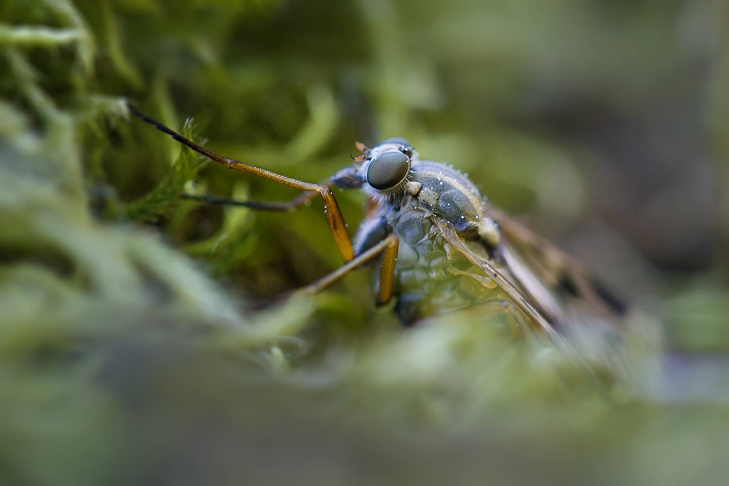 макро, ктырь, макрофотография, macro, asilidae, Хилько Марина