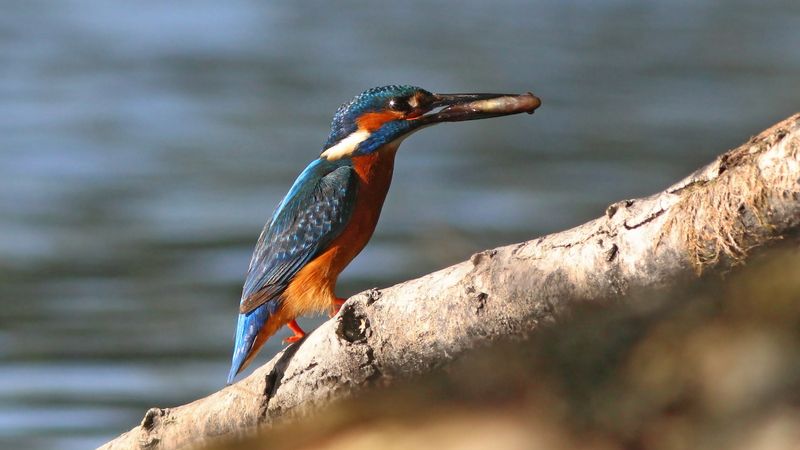 обыкновенный зимородок, зимородок, alcedo atthis, common kingfisher, kingfisher Рыбачок фото превью