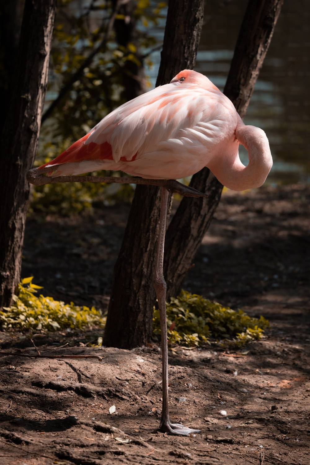 , Александр Шандов