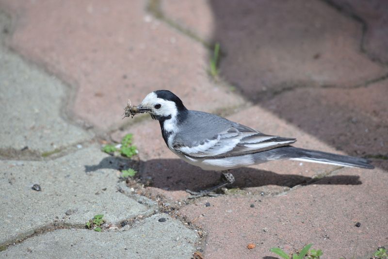 Трясогузка фото превью
