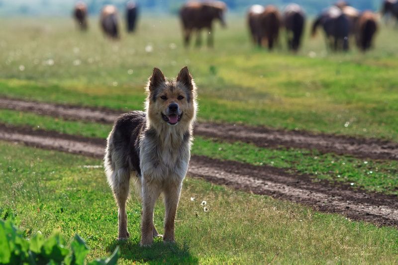 Пушистый охранник фото превью