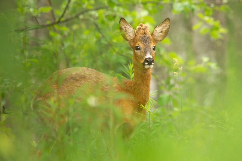 животные, косуля, природа, лето, лес, дикая природа, nature, wildlife, canon Летняя встреча фото превью