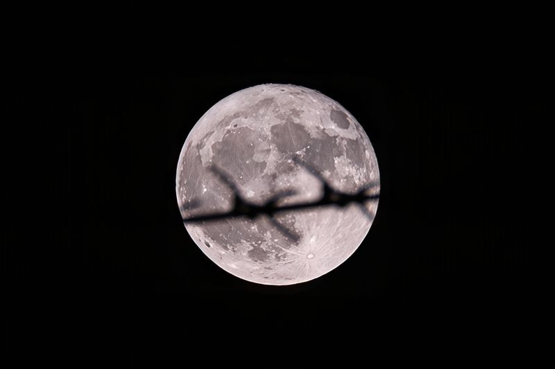 Strawberry Moon фото превью