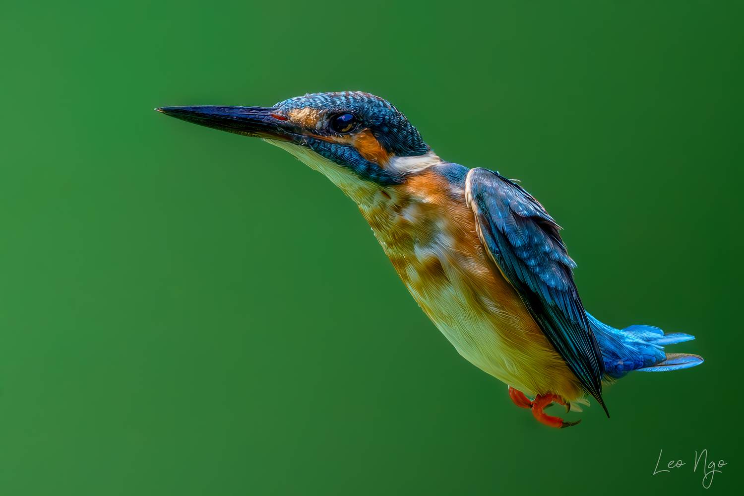 , Ngo Hoang Nguyen - Leo Ngo