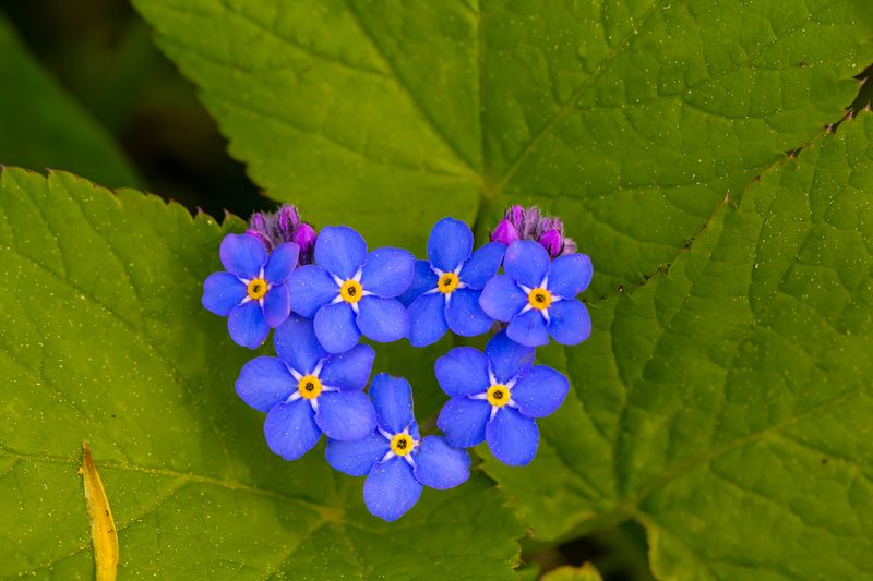 .... фото превью