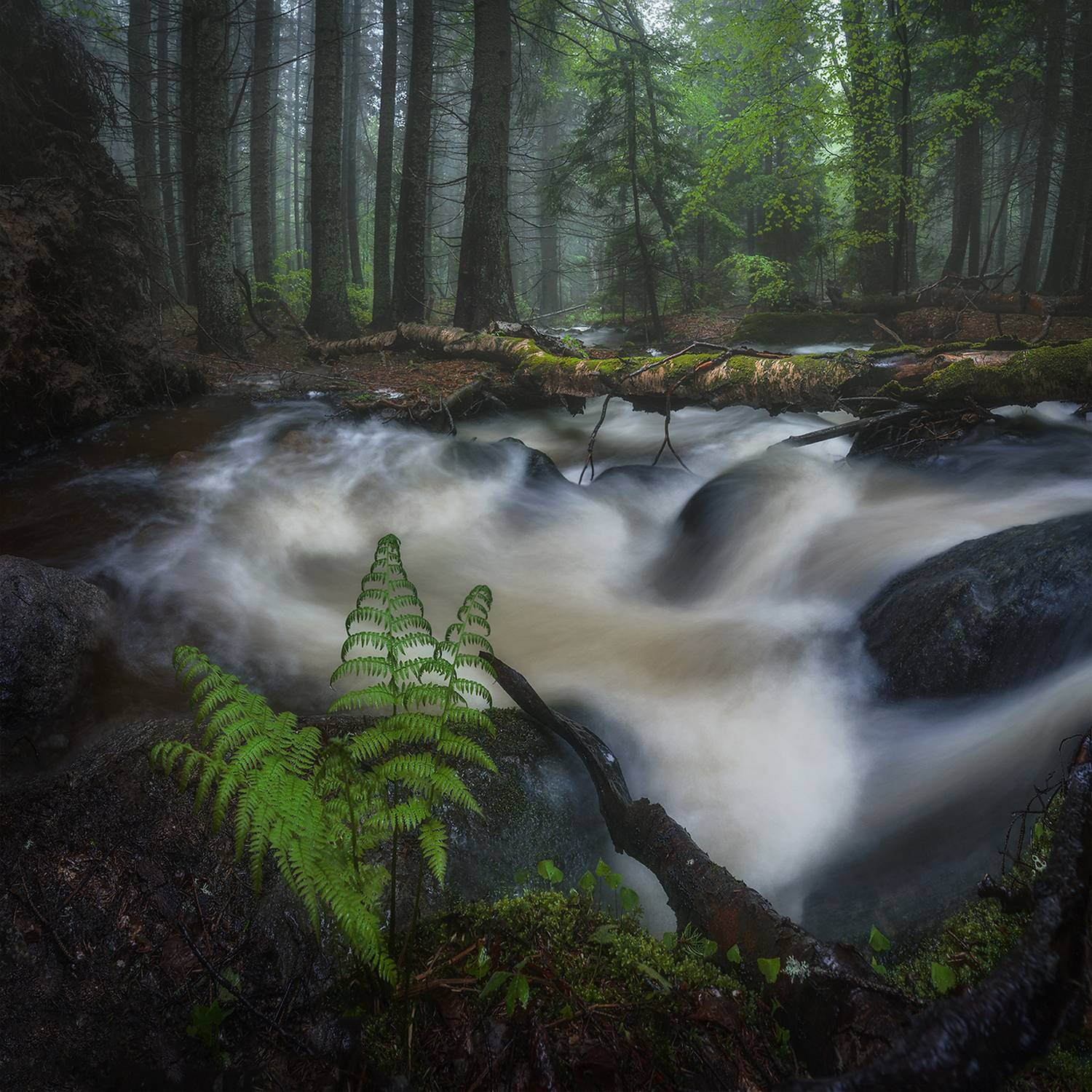 landscape, nature, scenery, forest, wood, mist, misty, fog, foggy, river, longexposure, mountain, rocks, vitosha, bulgaria, туман, лес, Александър Александров