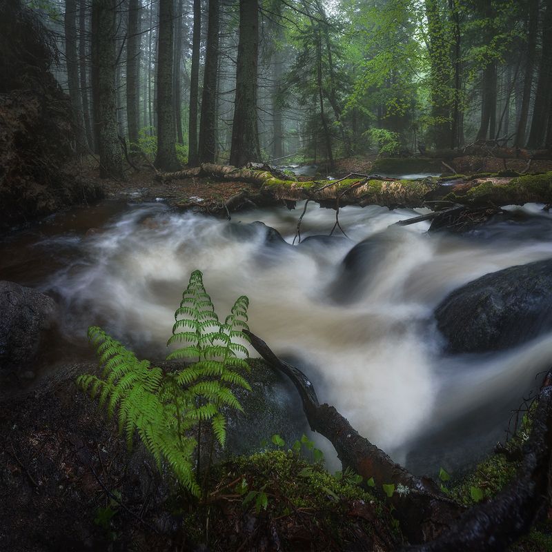 landscape, nature, scenery, forest, wood, mist, misty, fog, foggy, river, longexposure, mountain, rocks, vitosha, bulgaria, туман, лес Rainy spring day / Дождливый весенний день фото превью