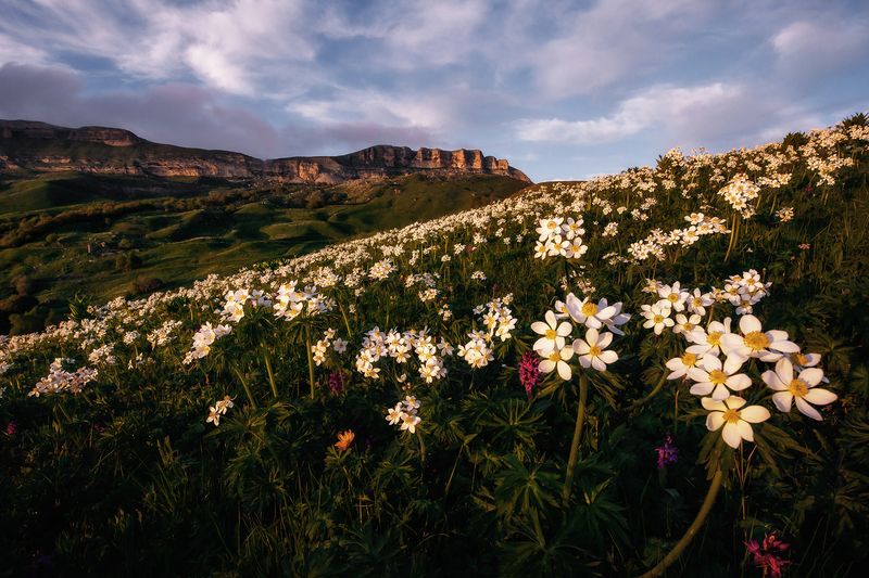 кавказ, карачаево-черкесия, кчр, горы,  лето, закат, гумбаши, гум-баши, горные цветы, цветы, цветение, скалистый хребет  фото превью