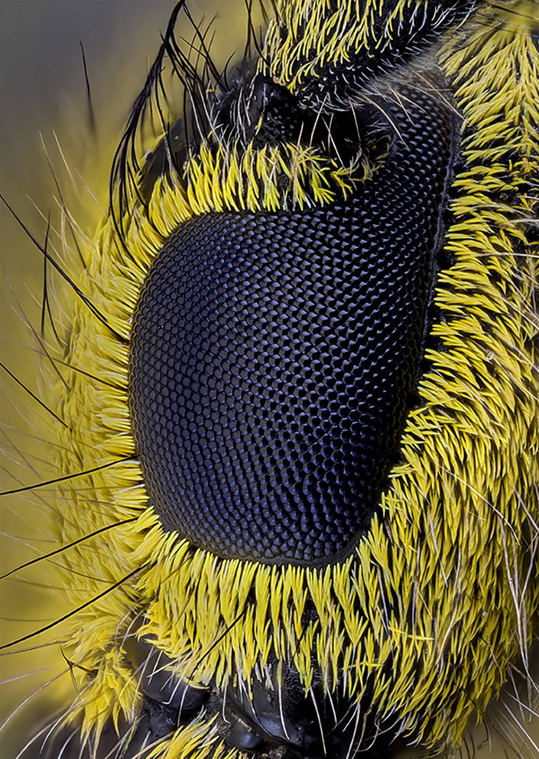 coleoptera, cerambycidae, saperda scalaris, Kavaliauskas Eugenijus