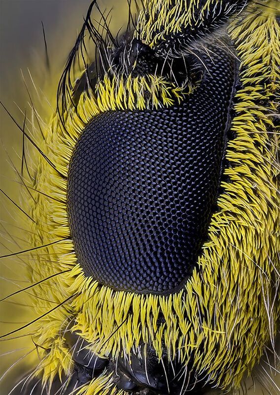 coleoptera, cerambycidae, saperda scalaris Скрипун мраморный - глаз фото превью