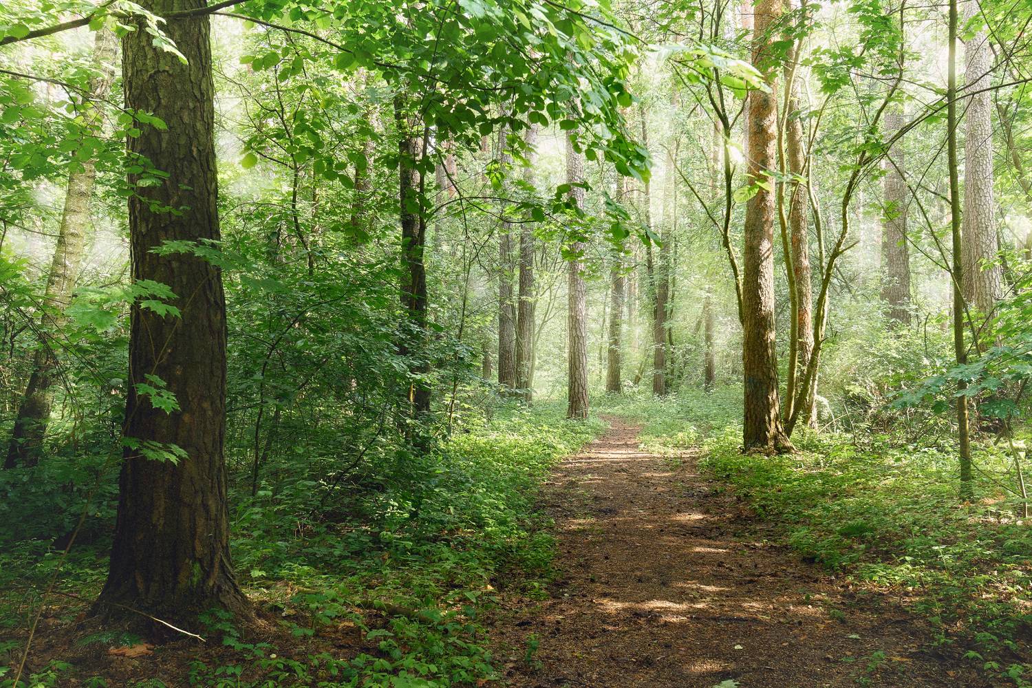 лес, деревья, листва, свет, Валерий Вождаев