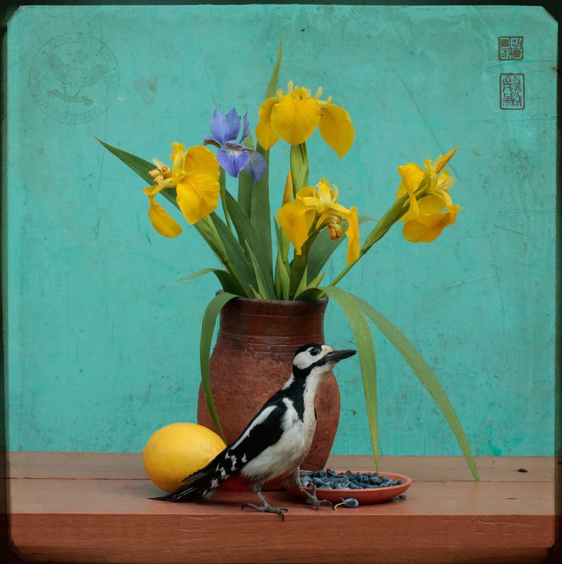 Натюрморт с ягодами жимолости фото превью