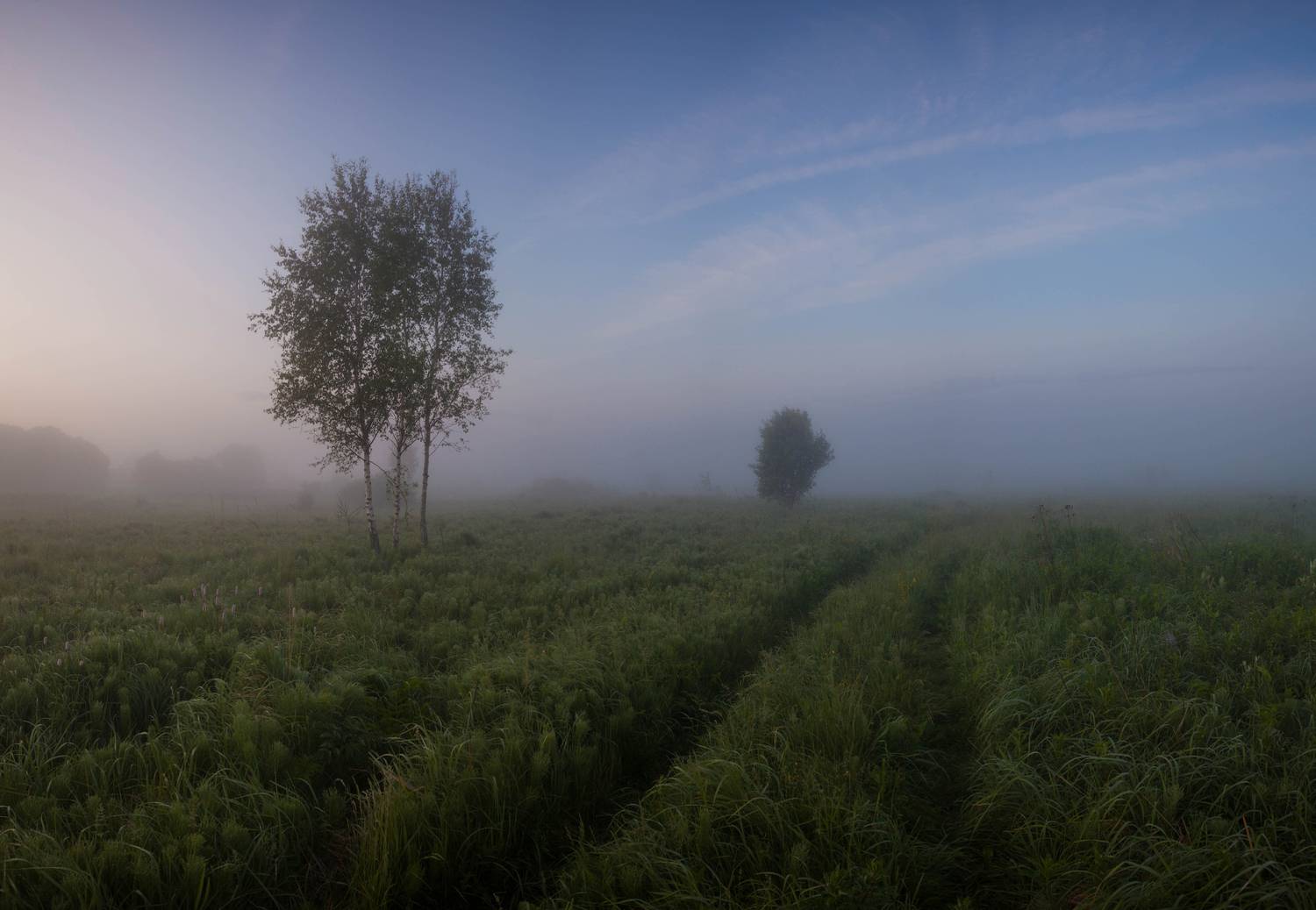 туман, лето , поле, Свистков Александр