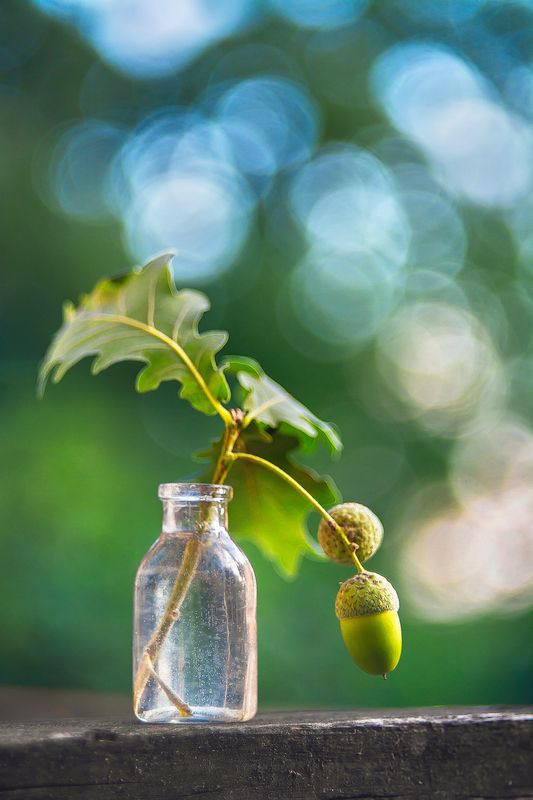 Зелёные желуди фото превью