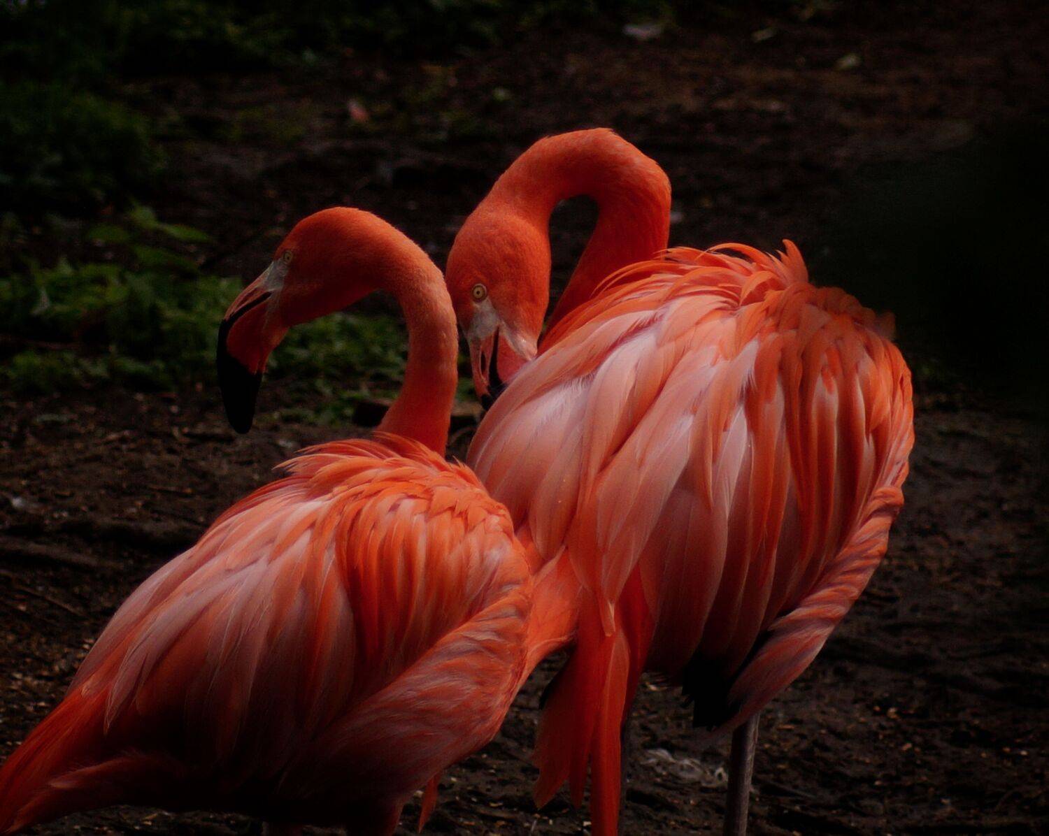 , Мария Титова