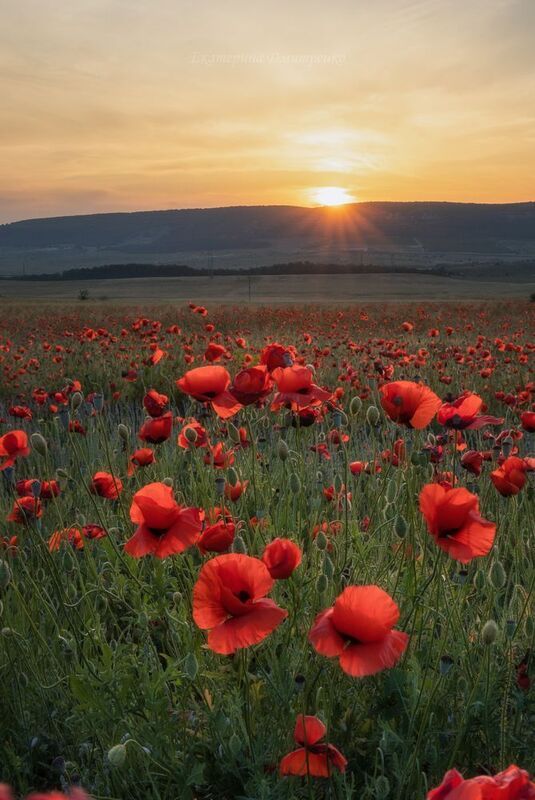 Крымские маки фото превью