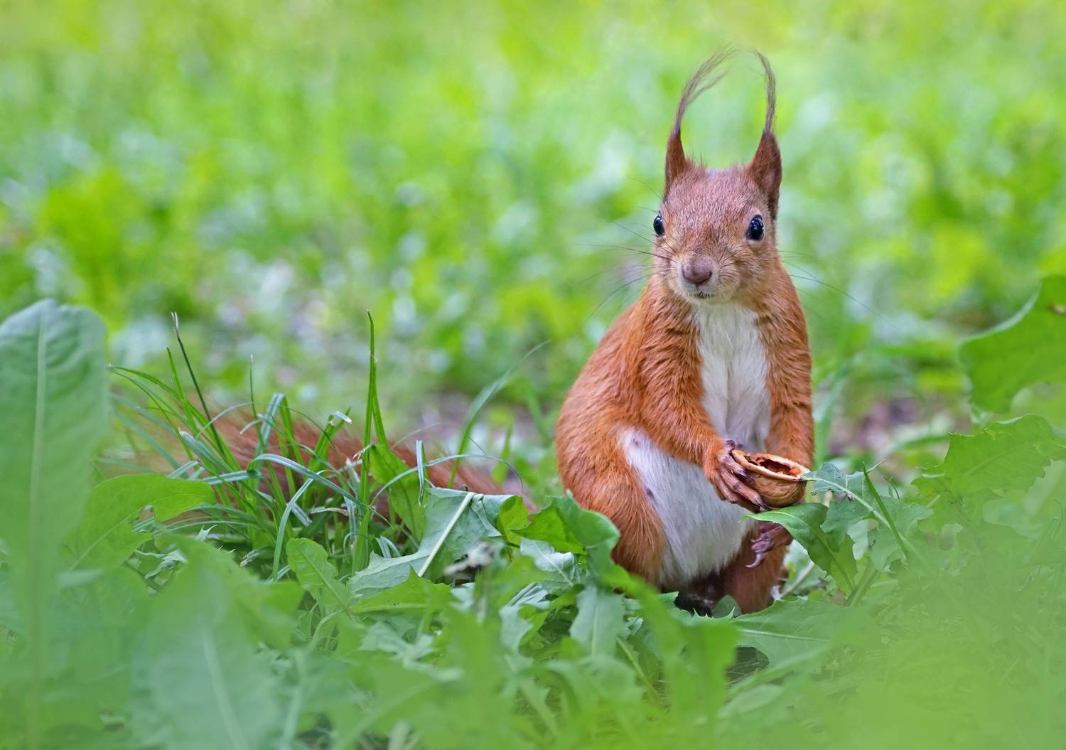 Белка, Чепленко Алексей