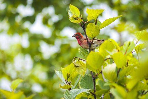Птицы города Петропавловска-Камчатского