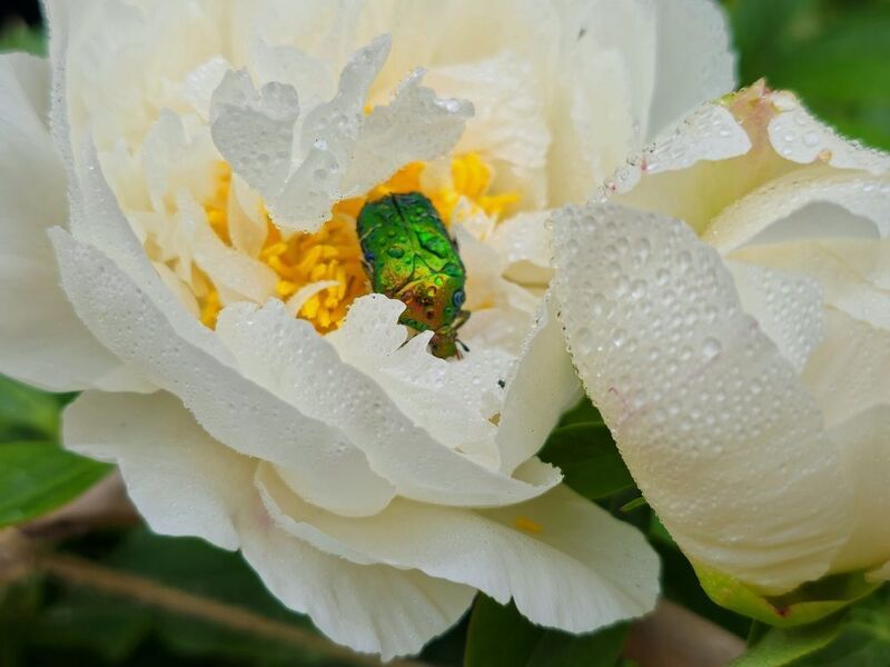 фото превью