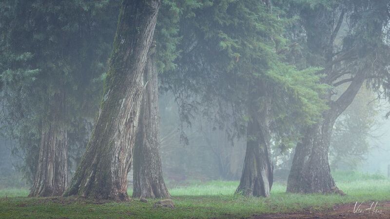 tree, fog, calm, woodland The five sisters фото превью