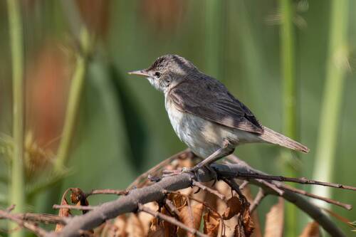 Reed Warbler