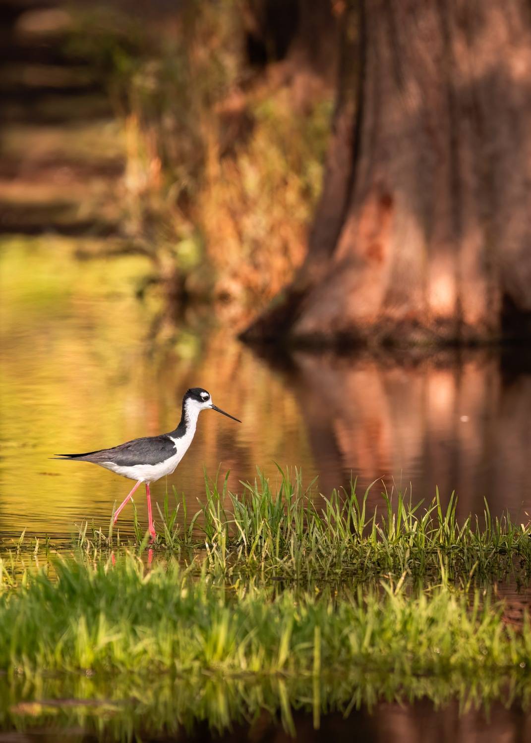 , Maikel Valle Clara