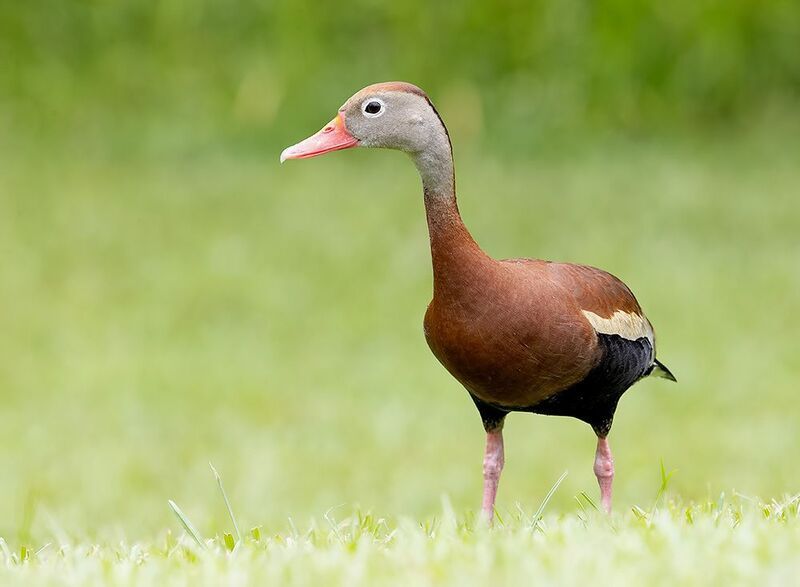 утка, duck, black-bellied whistling duck Black-Bellied Whistling Duck -Чернобрюхая свистящая утка фото превью
