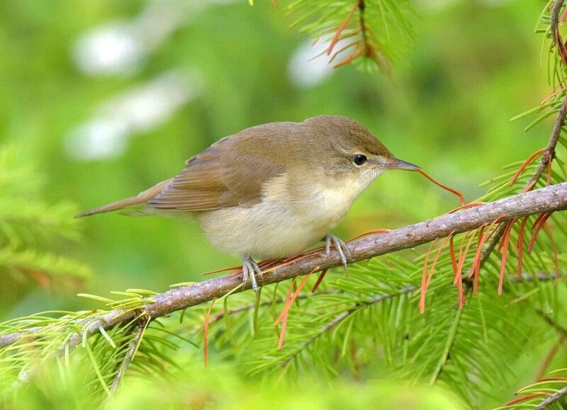 Попробовать на зубок. фото превью