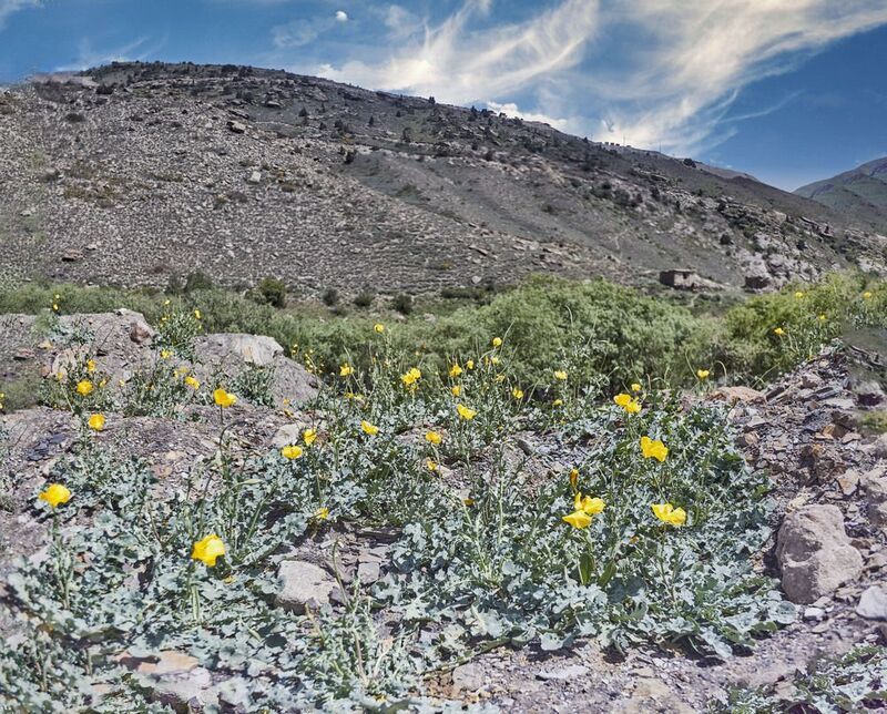 Желтые маки. Глауциум бахромчатый. Перевал Анзоб. Таджикистан фото превью