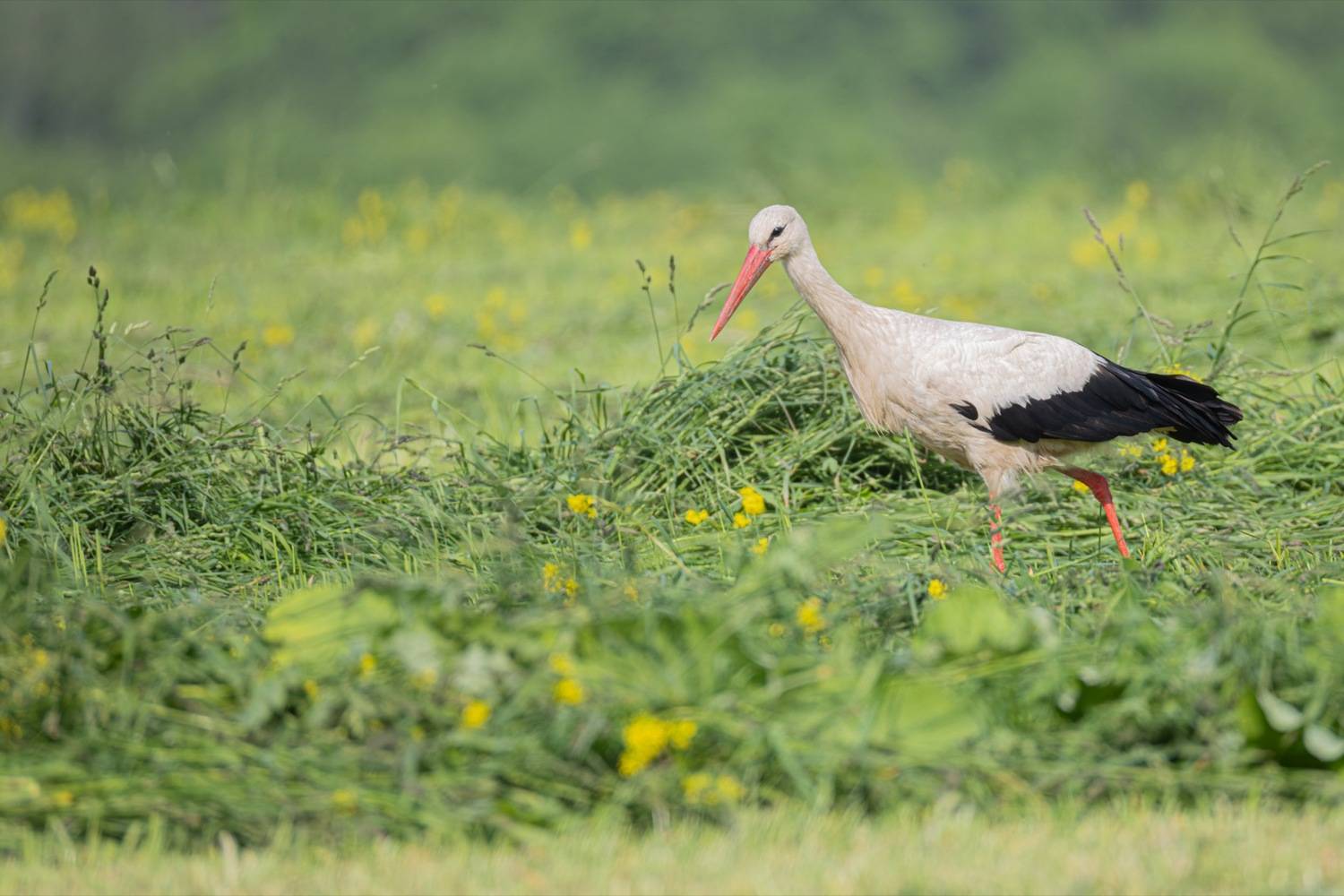 аист, птицы, Руслан Pl