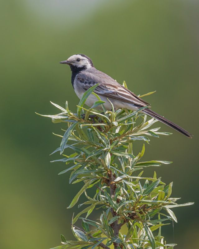 трясогузка, белая трясогузка, птицы Белая трясогузка фото превью