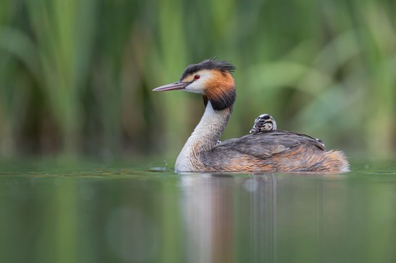 чомга, поганка, птенец, птицы, большая поганка Чомга фото превью