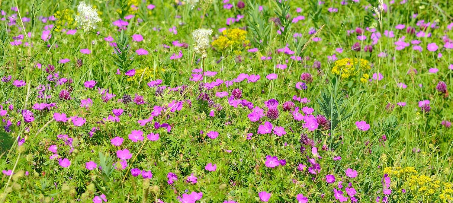 лето степь цветы, Александр Жарников
