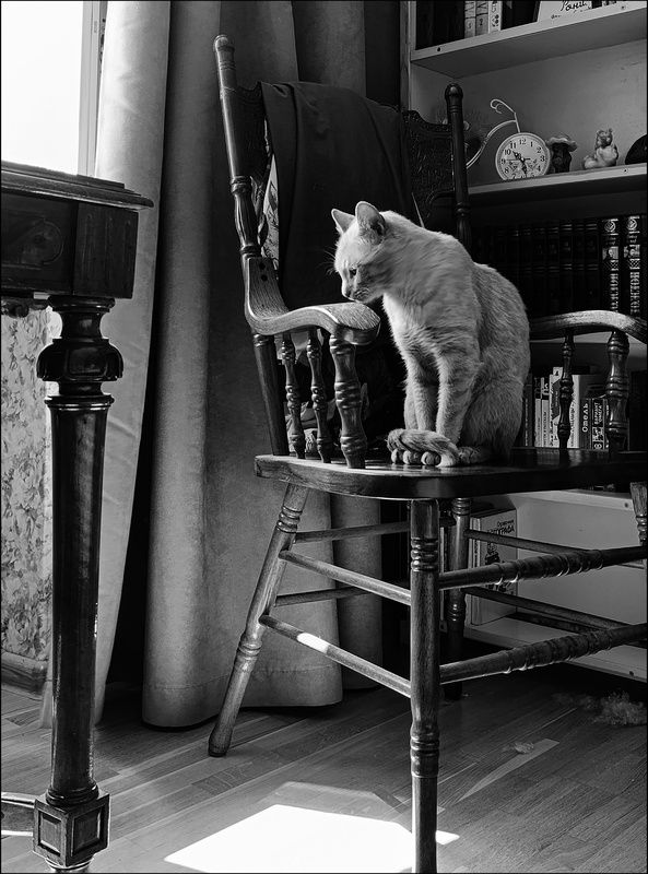 Кот и утро фото превью