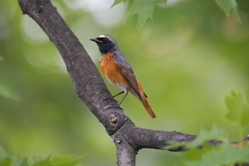 Горихвостка-лысушка (лат. Phoenicurus phoenicurus) фото превью