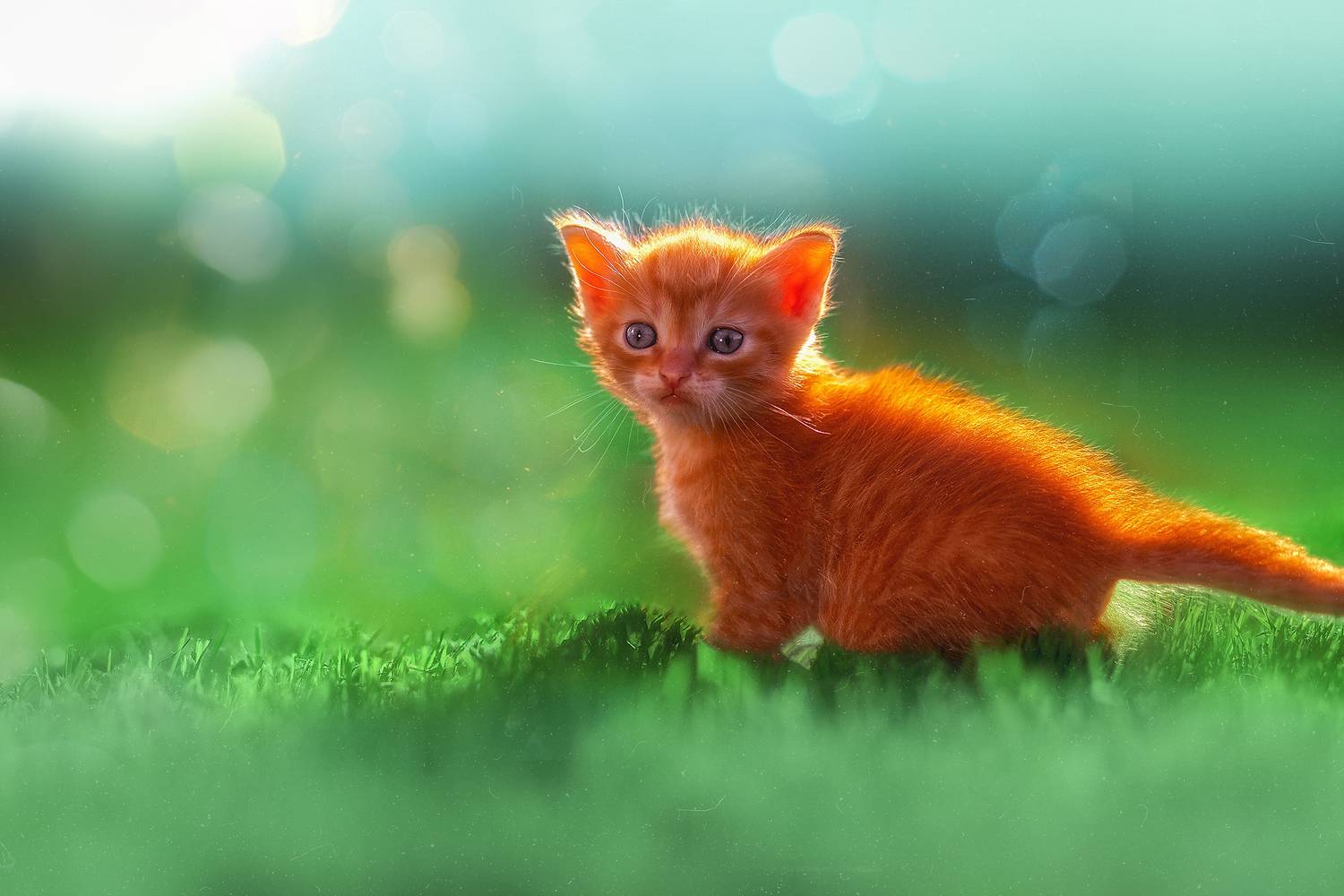 , Холудеев Виктор