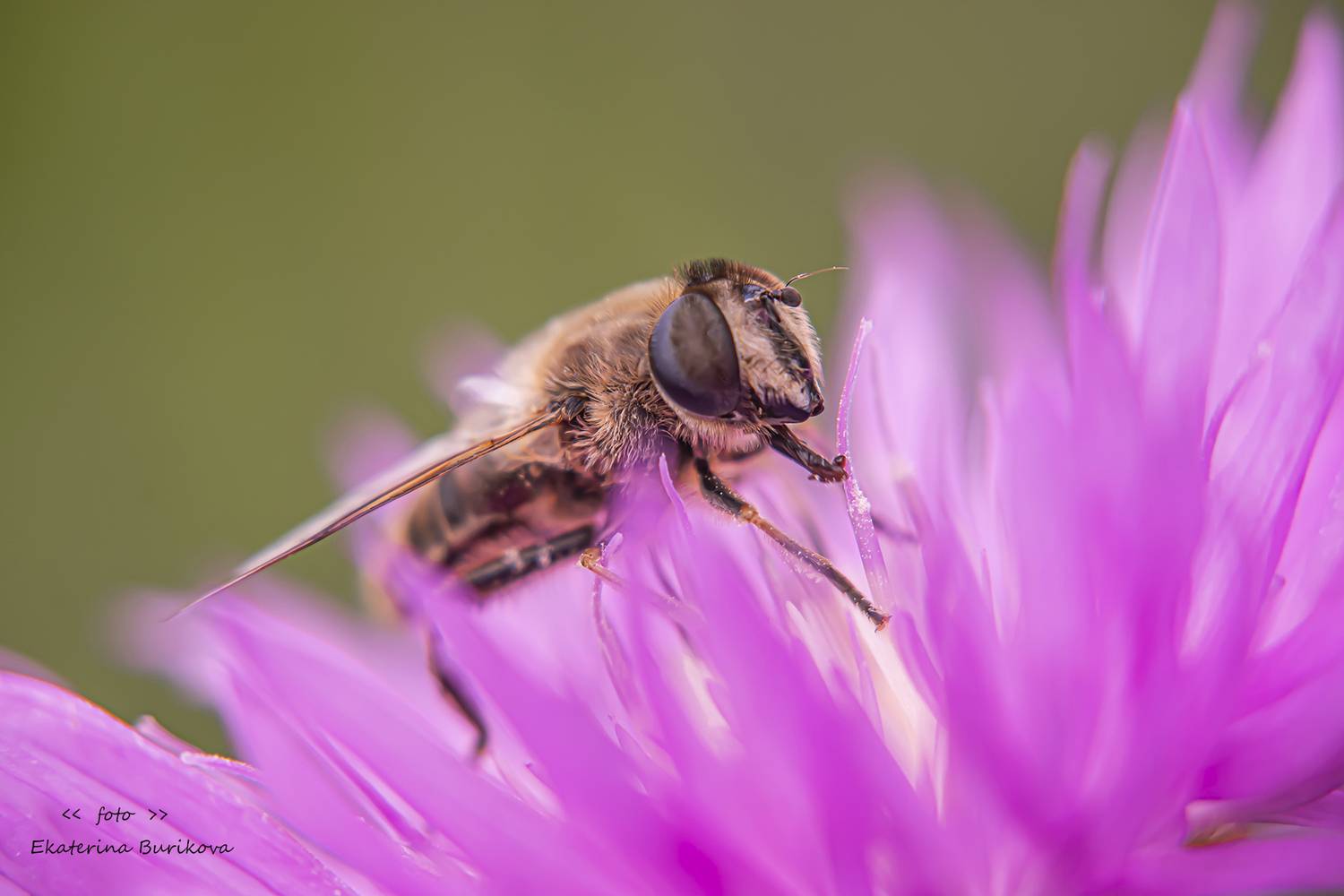 , Бурикова Екатерина